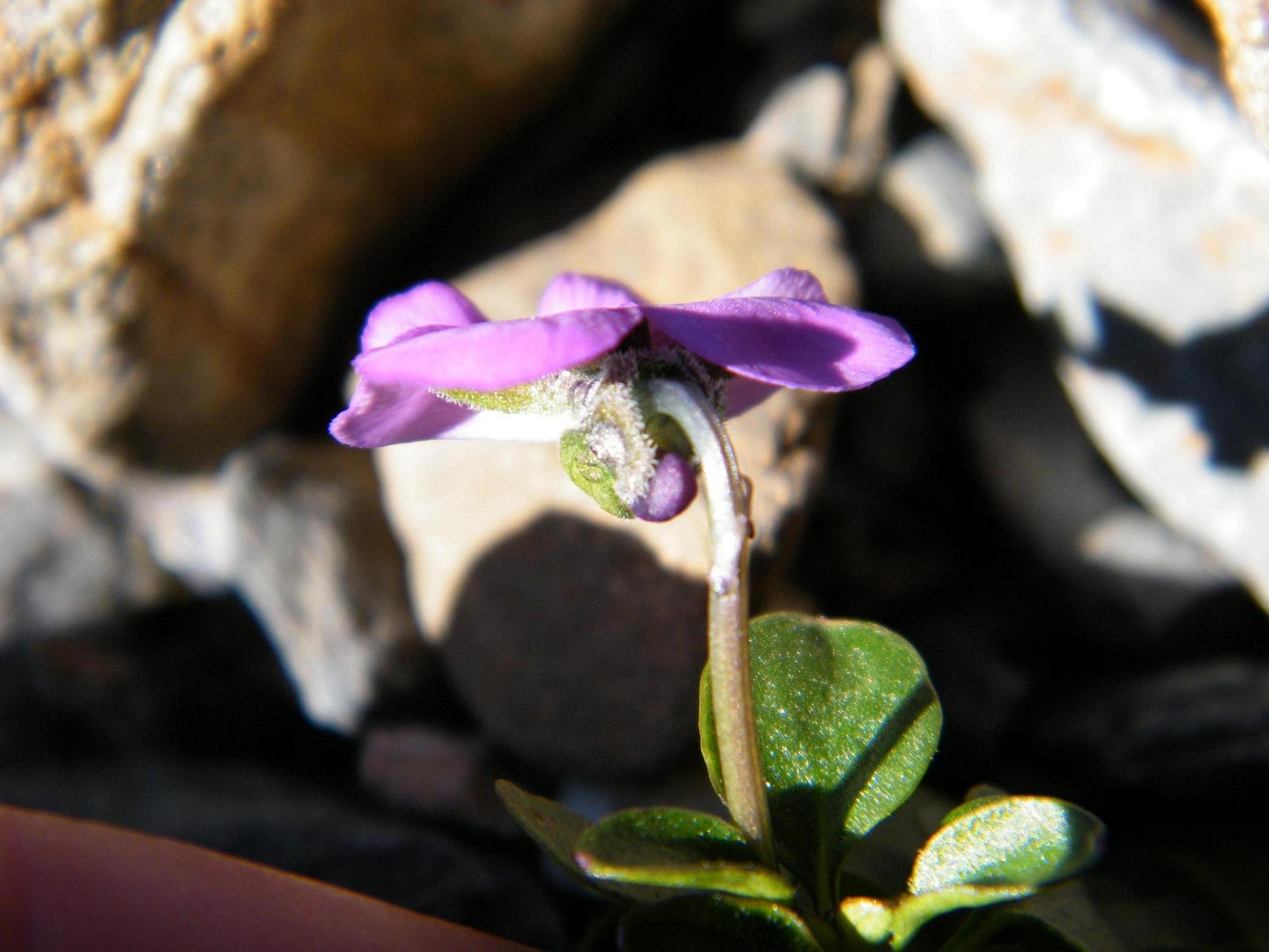 Viola comollia  -  Viola di Comolli
